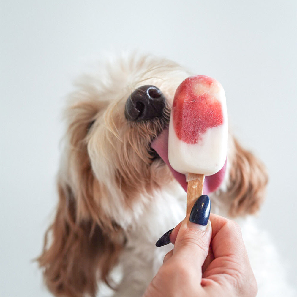 Licked. Cool For The Summer Pawpsicles
