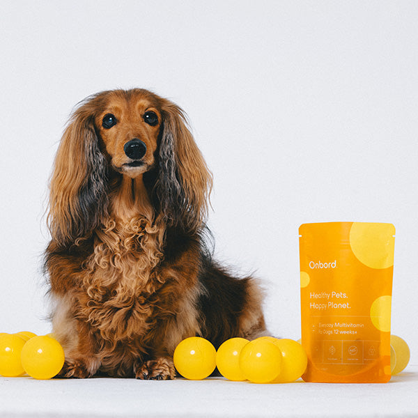 Onbord Everyday Multivitamin For Dogs 12 Weeks+ (Expiry: 26/06/26)