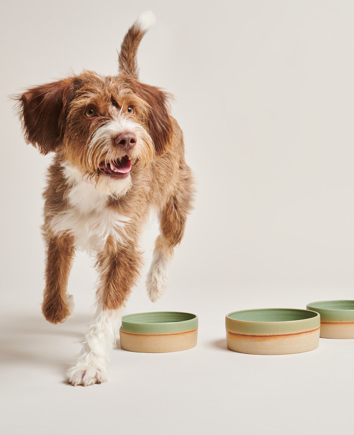 Pawness 翡翠陶瓷食物碗