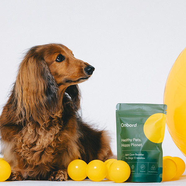 Onbord Joint Booster For Dogs (Expiry: 26/06/26)