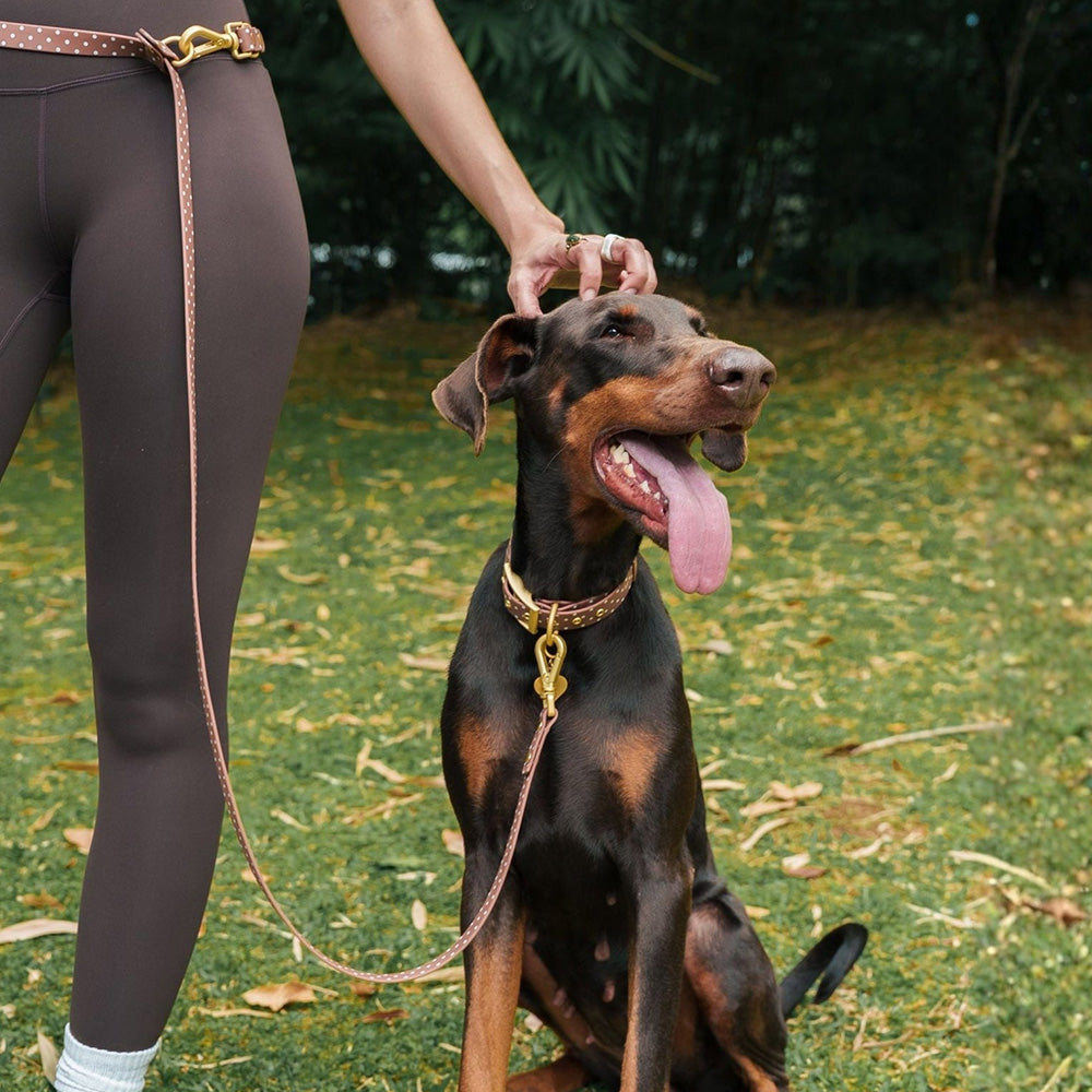 Furry Muse Wander! Multiway Waterproof Leash Cocoa Polka