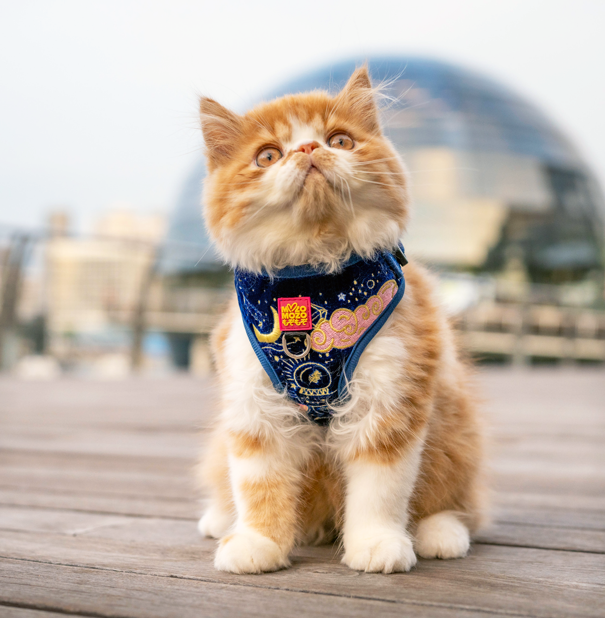 MozoMozo Magical Royal Harness