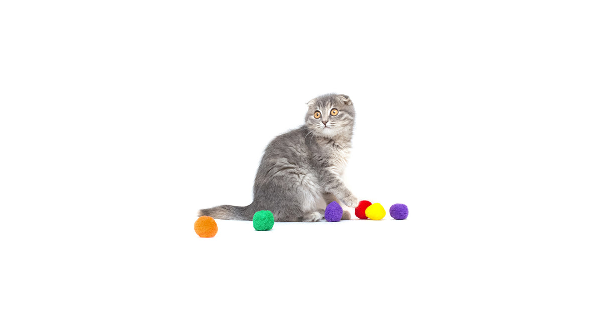 Cat Play
