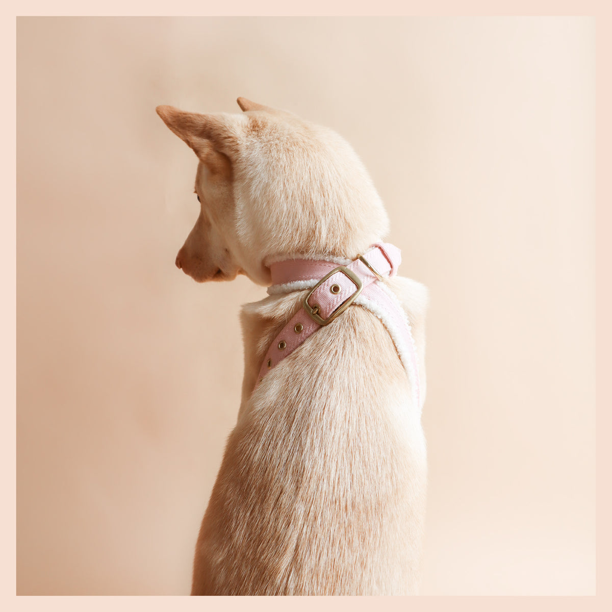 Harness