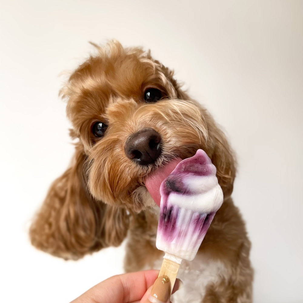 Licked. Monday Blues Mini Pawpsicles