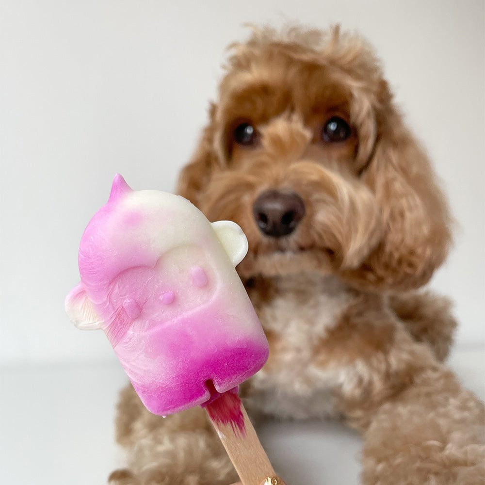 Licked. On Wednesday Mini Pawpsicles